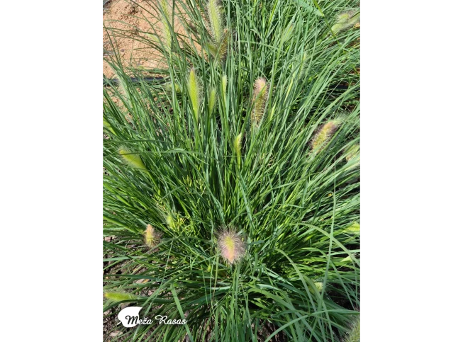 Pennisetum alopecuroides   'Little Bunny'
